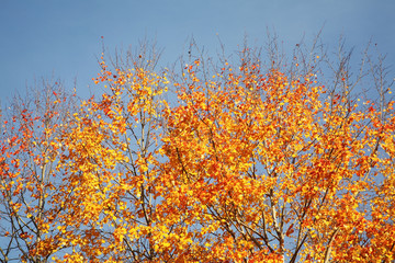 Landscape near Listvyanka. Irkutsk oblast. Russian