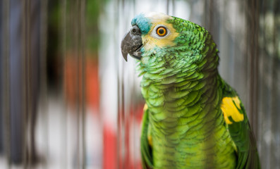Parrot 