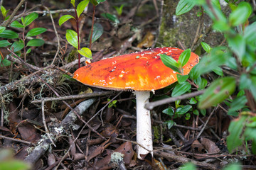 Hongo naranja, naturaleza