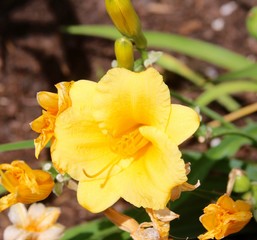 The bright yellow day lily in the garden on a close view.