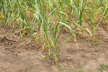 Green garlic sprouts growing in field