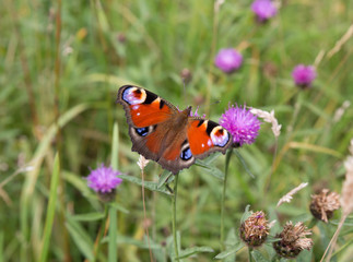 Red Admiral Butterfly