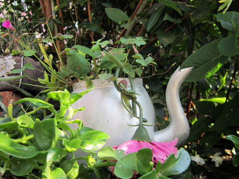  chichewa the teapot from the pot.artistic,creative objects.