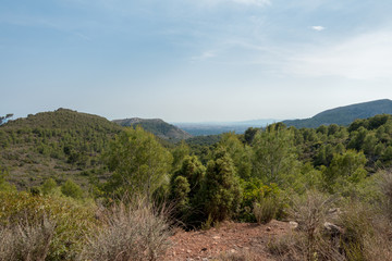 The desert of the palms under the blue sky
