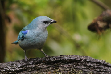 Passaros