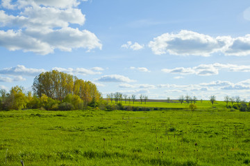 Green meadow under blue sky with clouds