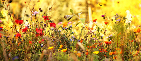 Fototapeta premium Łąka Wildflower późnym latem