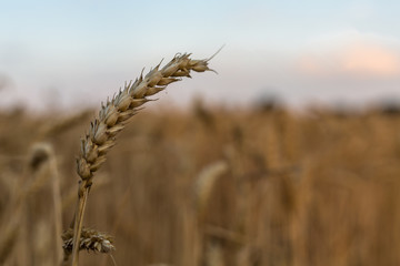 Frühernte wegen anhaltender Trockenheit