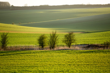 Lincolnshire Fields
