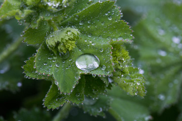 Water Drops on the Leaves