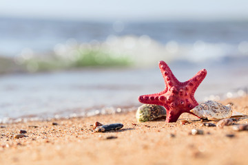 Fototapeta na wymiar Summer beach in a tropical paradise with a seashell and starfish on golden sand.