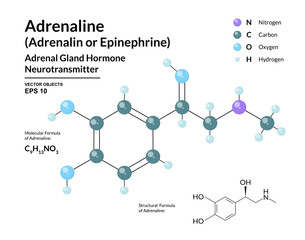 Adrenaline Hormone. Epinephrine. Neurotransmitter. Fight or Flight Response. Structural Chemical Molecular Formula and 3d Model. Atoms are Represented as Spheres with Color Coding