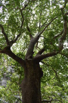 Nature