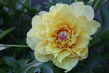 Peony