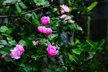 beautiful flowers with drops on the leaves