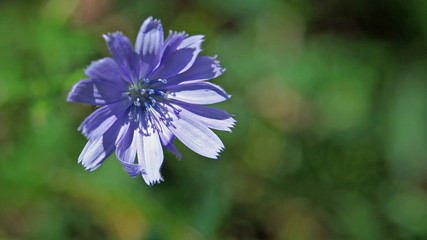 Fototapeta premium Purple flower