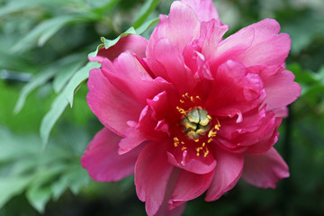 Peony