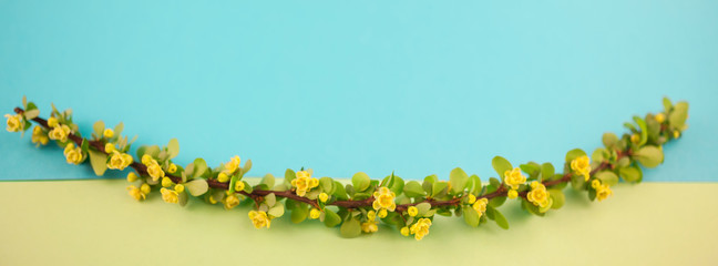 Spring blossoming barberry branch