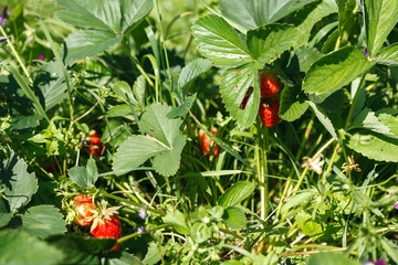 fresh red strawberry. Strawberry harvest. Summertime photo © Artem Kudryavtsev