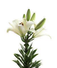 Fototapeta na wymiar Beautiful blooming lily flowers on white background
