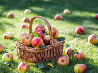 Apple harvest. Ripe red apples in the basket on the green grass.