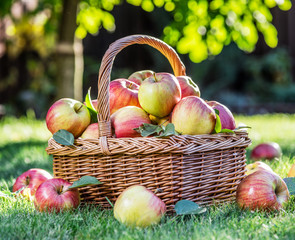 Apple harvest. Ripe red apples in the basket on the green grass.