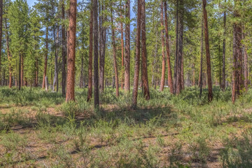 Pine Tree Forest summer 