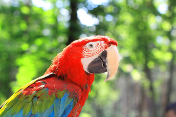 close up. macaw parrot on blurred background of the jungle