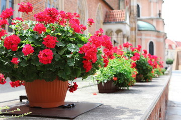 Fototapeta na wymiar Flowerpot with blooming plant outdoors on sunny day