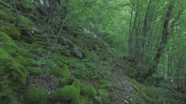 Forrest under Skaklya Waterfall near the village of Bov and Vazov's footpath.Amazing nature in Bulgaria