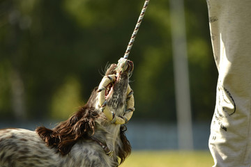 Russian hunting spaniel. Young energetic dog on a walk. Puppies education, cynology, intensive training of young dogs. Walking dogs in nature.