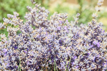 Obraz premium Blooming lavender flowers outdoors on sunny day, closeup