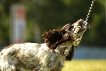 Russian hunting spaniel. Young energetic dog on a walk. Puppies education, cynology, intensive training of young dogs. Walking dogs in nature.