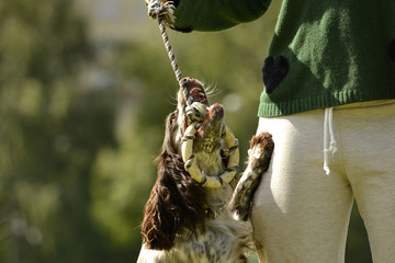 Russian hunting spaniel. Young energetic dog on a walk. Puppies education, cynology, intensive training of young dogs. Walking dogs in nature.