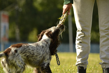 Russian hunting spaniel. Young energetic dog on a walk. Puppies education, cynology, intensive training of young dogs. Walking dogs in nature.