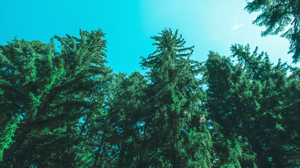 View of high pine trees from below against a blue sky