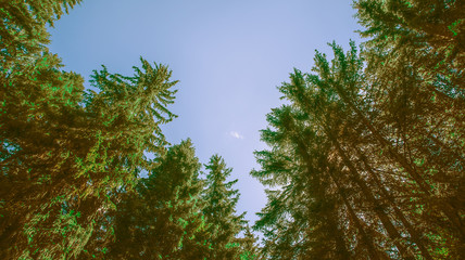 View of high pine trees from below against a blue sky