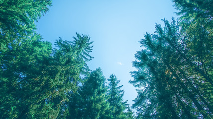 View of high pine trees from below against a blue sky