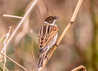 Reed Bunting Perched