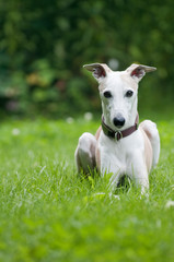 Whippet liegt in einer Wiese