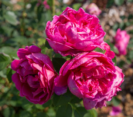 Blooming rich pink English rose in the garden on a sunny day. Rose Lady of Megginch