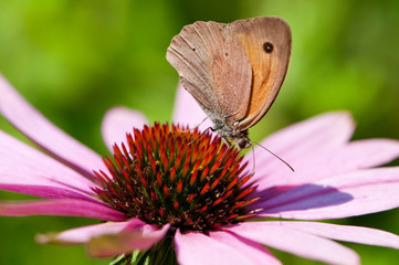 Großes Ochsenauge auf Echinacea Blüte