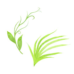 Leaf hand draw floral  botanical graphic isolated watercolor ill