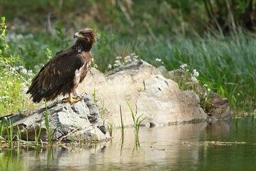 white tailed eagle