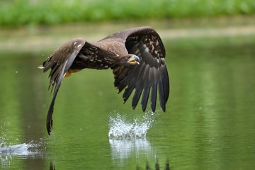 White tailed eagle in flight