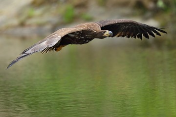 White tailed eagle in flight