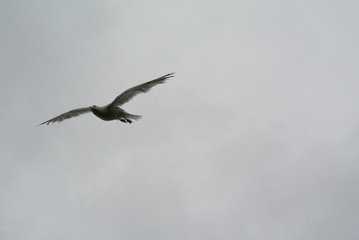 Seagull