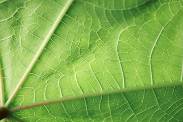 Beautiful fresh green leaf as background, closeup