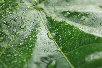 Beautiful green leaf with water drops, closeup