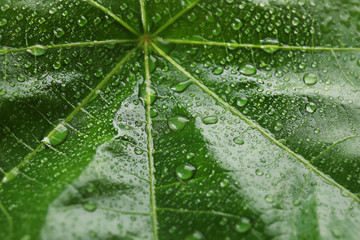 Beautiful green leaf with water drops, closeup